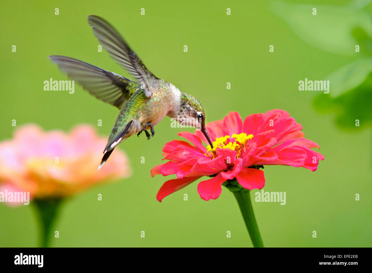 Hummingbird battenti e alimentando in rosa zinnia fiore nel giardino estivo dell'ambiente. Foto Stock