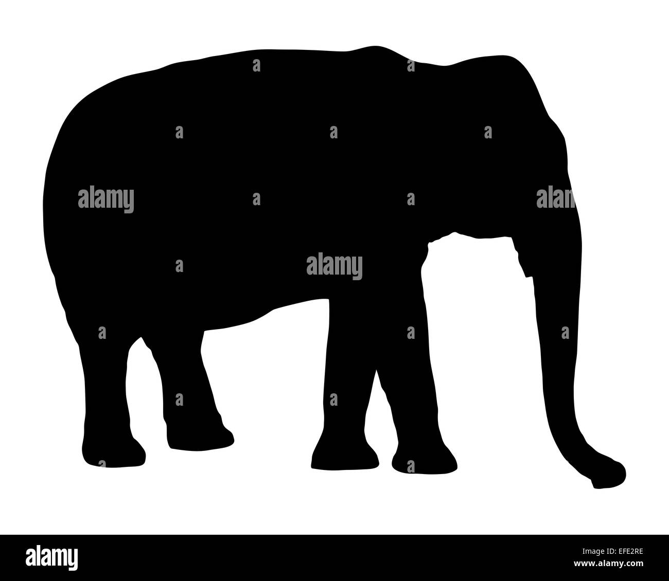 Elephant su bianco Foto Stock