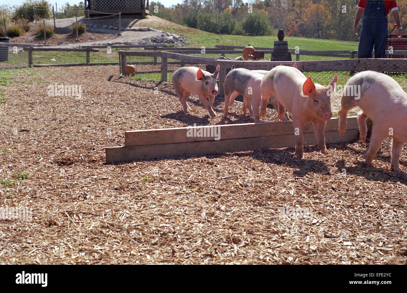 Maiale evento racing a Eckerts Farm in Illinois. Foto Stock
