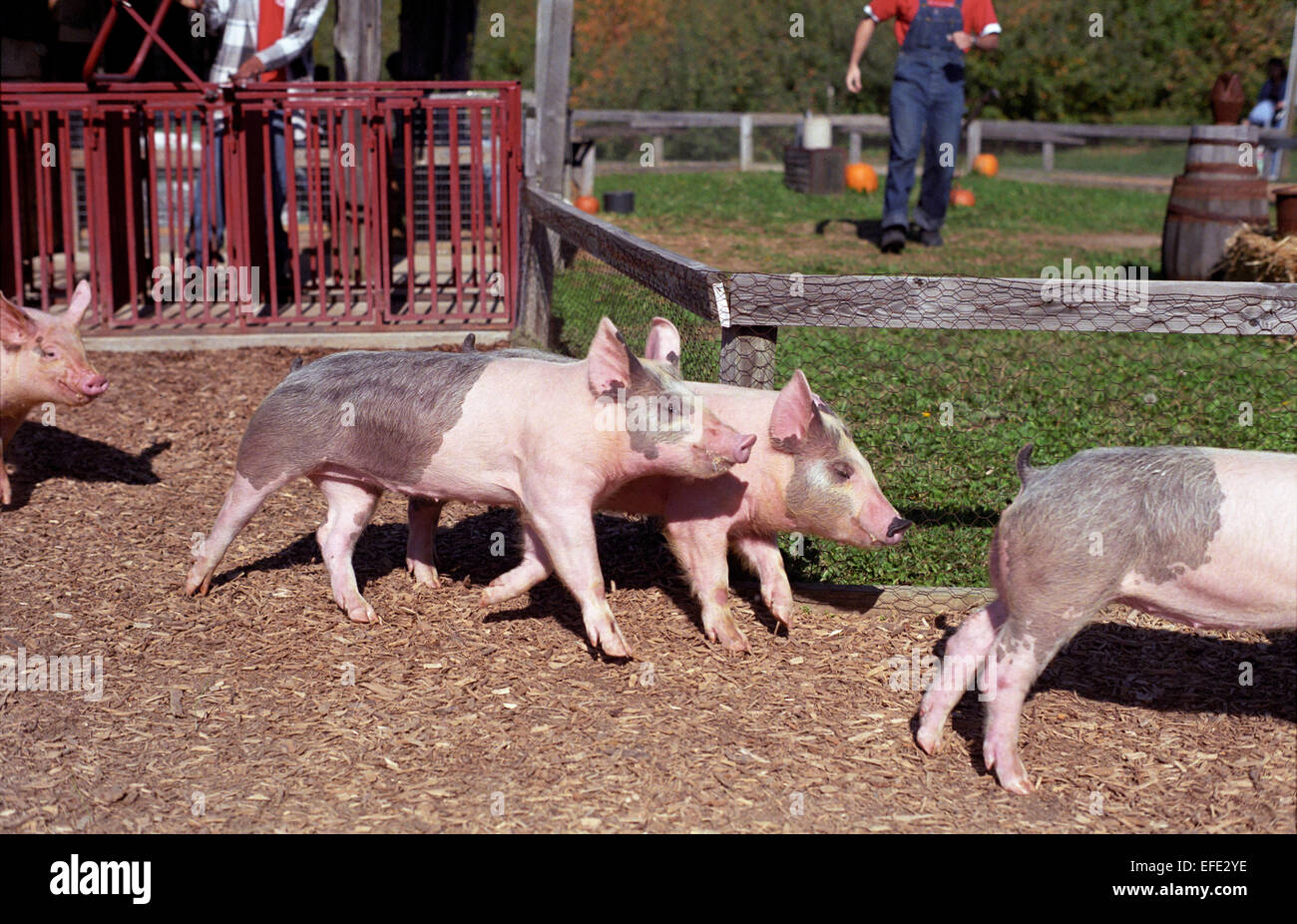 Maiale evento racing a Eckerts Farm in Illinois. Foto Stock