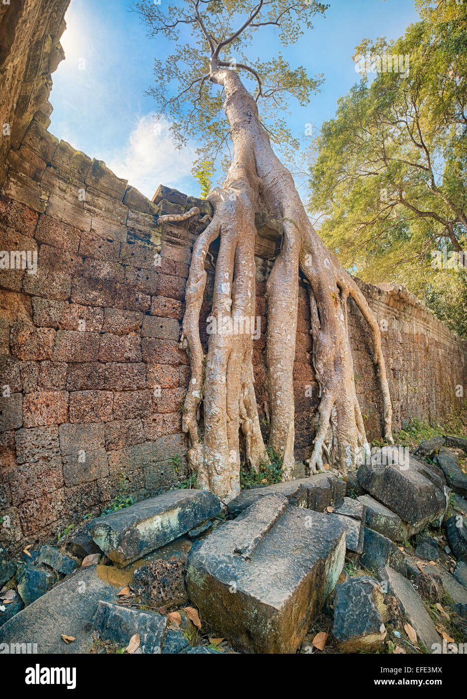 Preah Khan Temple antiche radici di albero, Angkor Foto Stock