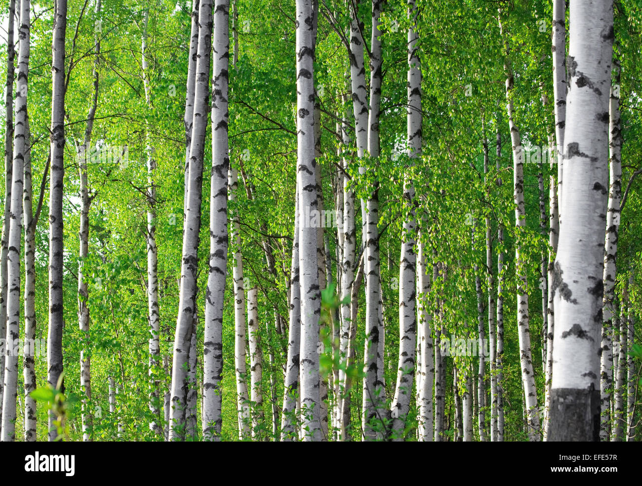 La molla verde foresta di betulla Foto Stock