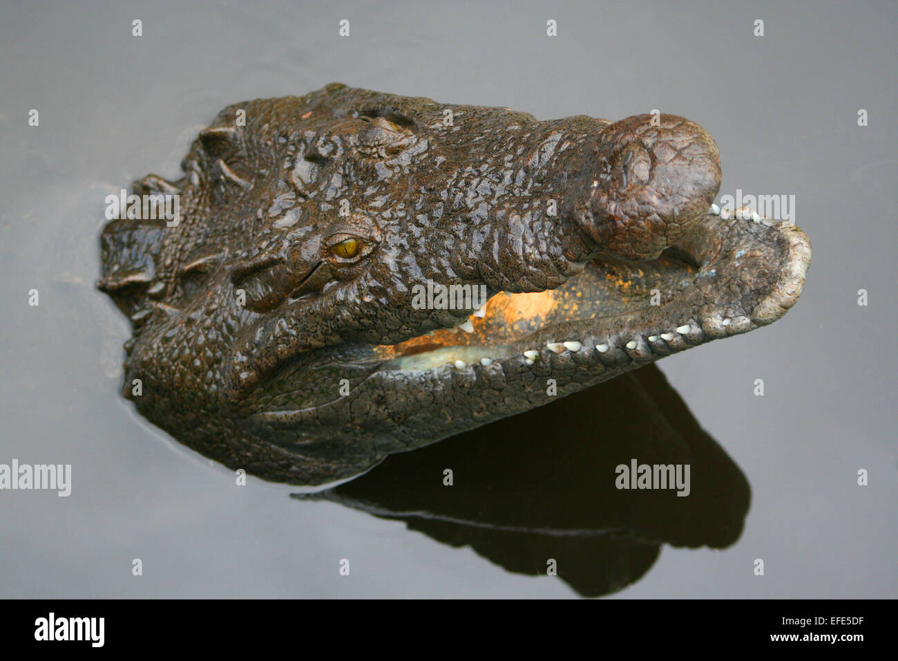 Alligatore Wasser im Foto Stock