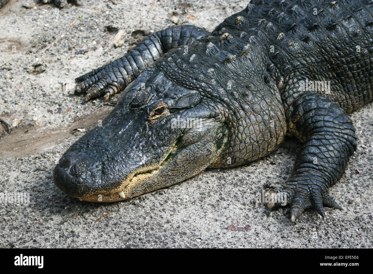 Grosser Alligator Foto Stock