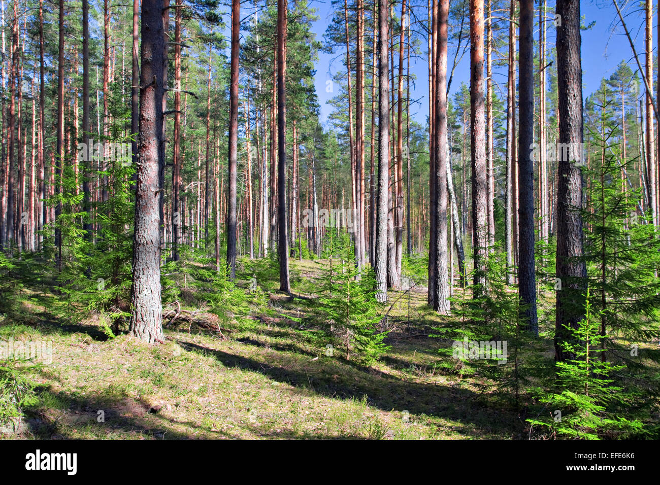 Bosco di conifere immagini e fotografie stock ad alta risoluzione - Alamy