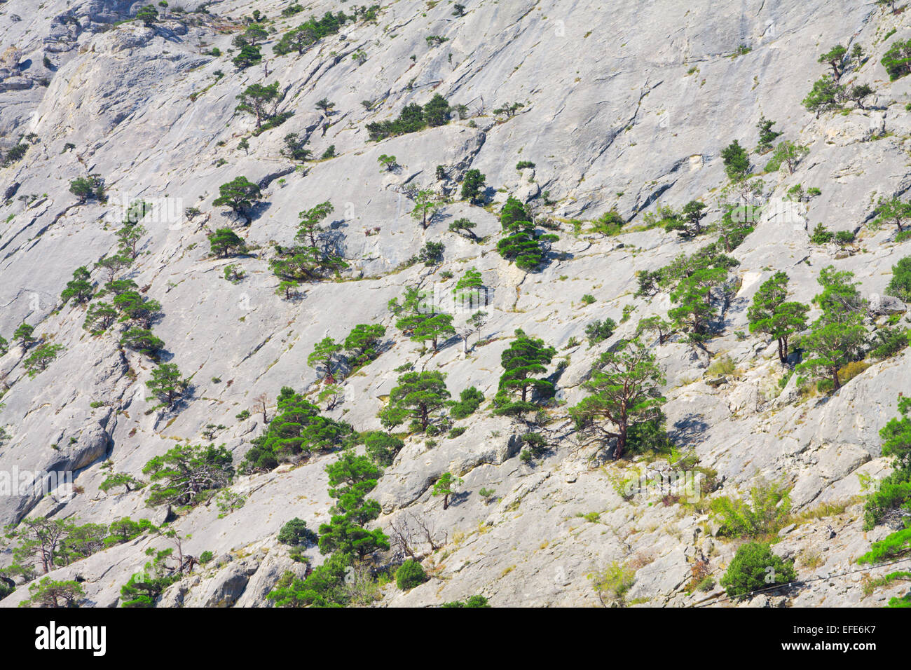 Grande montagna rocciosa e verde di pini sfondo Foto Stock