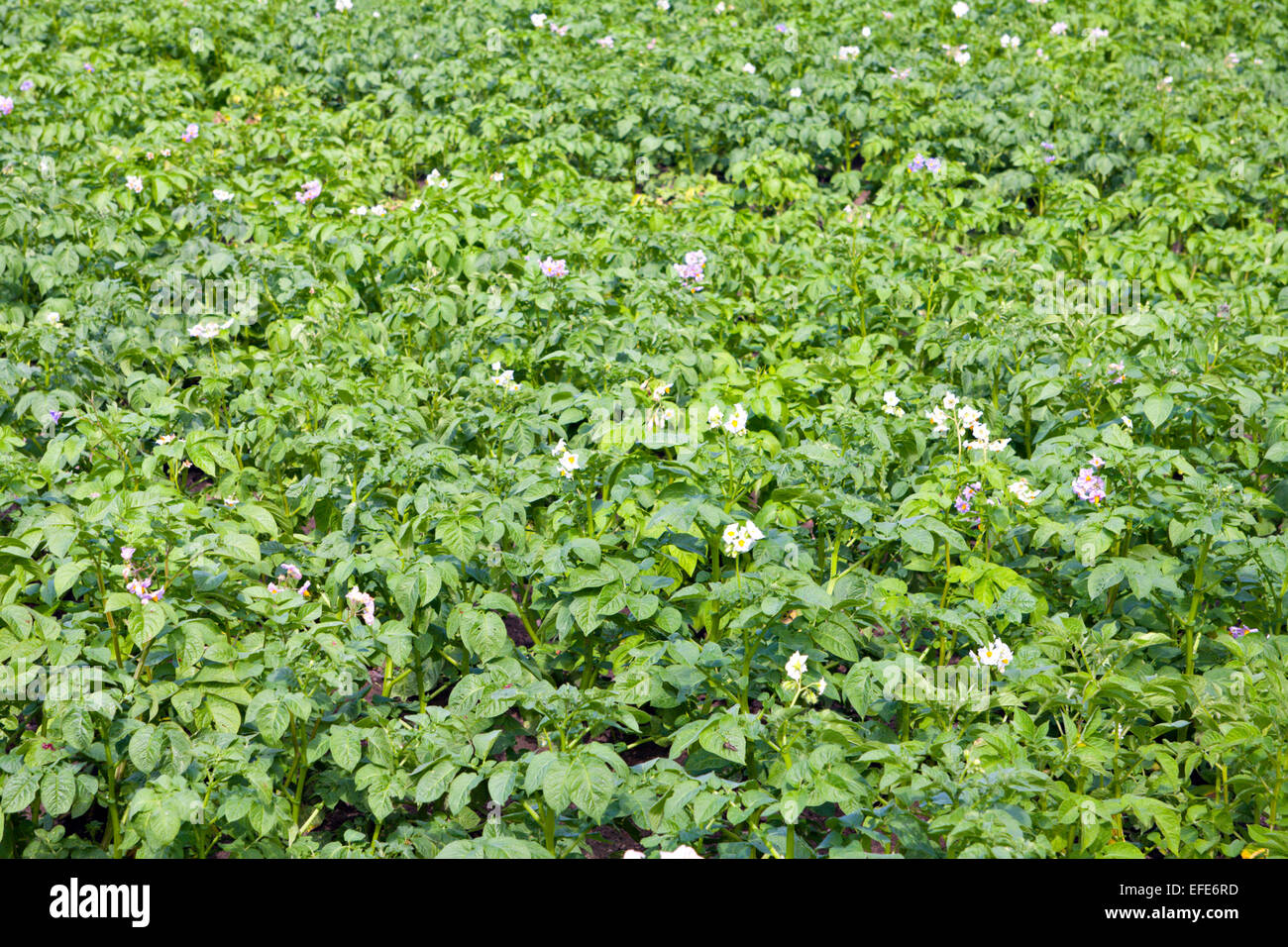 Verde campo di patate Foto Stock