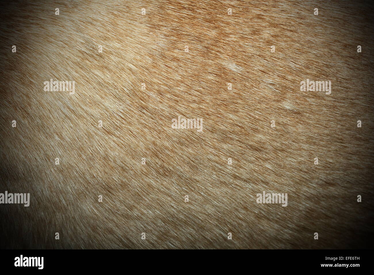 Dingo pelo testurizzato, immagine presa su una selvaggia australiana animale reale Foto Stock