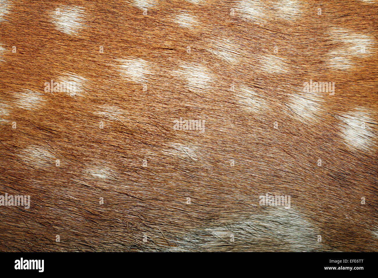Daini macchie sulla pelliccia, texture di captive animale vero pelt Foto Stock