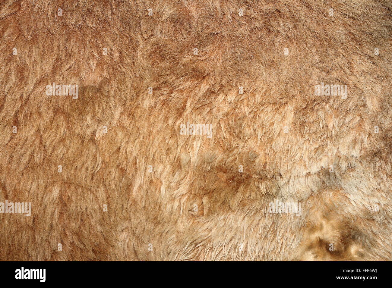 Lion vero pelo testurizzato su animali da zoo Foto Stock