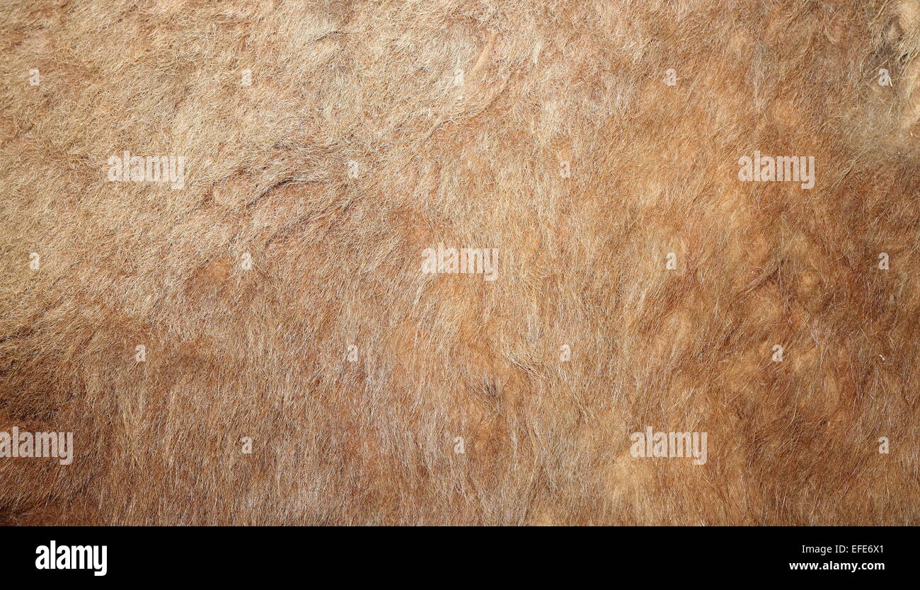 Vero leone textured pelt su un animale cacciato Foto Stock
