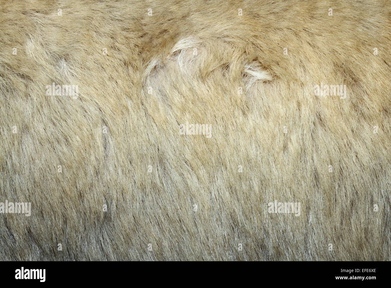 Texture di orso polare ( ursus maritimus ) pelliccia bianca Foto Stock