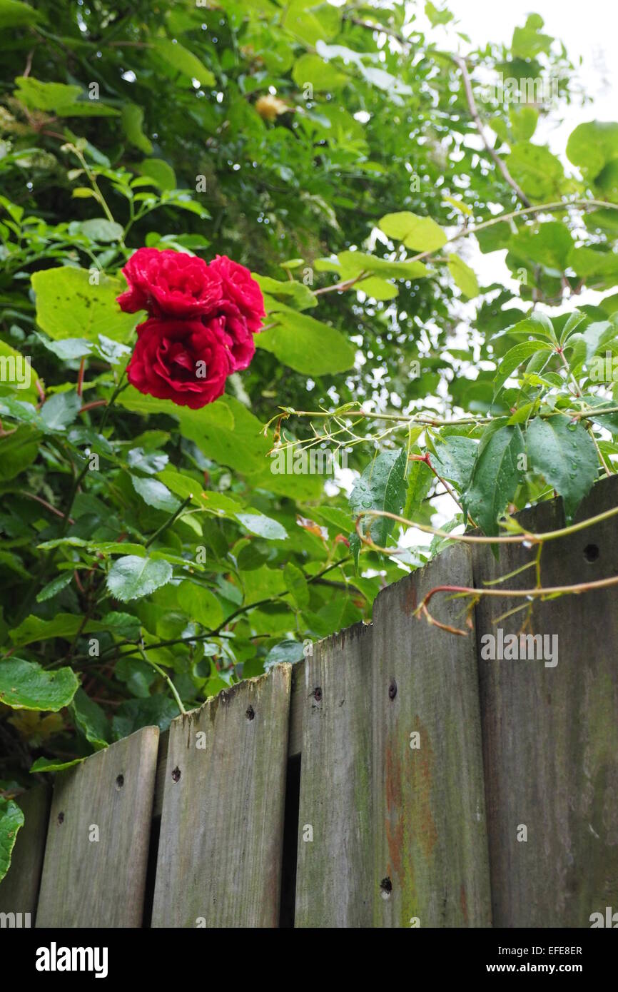 Climbing rose rosse su una staccionata di legno. Foto Stock