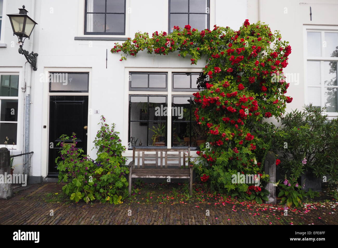 Fioritura climbing rose rosse crescente al di fuori di un bianco casa Olandese. Foto Stock
