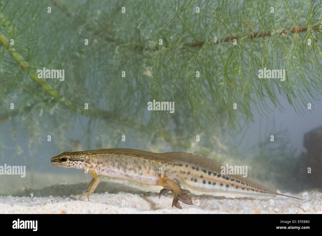 Newt palmate, maschio, Fadenmolch, Männchen, Wassertracht, Faden-Molch, Leistenmolch, Lissotriton helveticus, Triturus helveticus Foto Stock