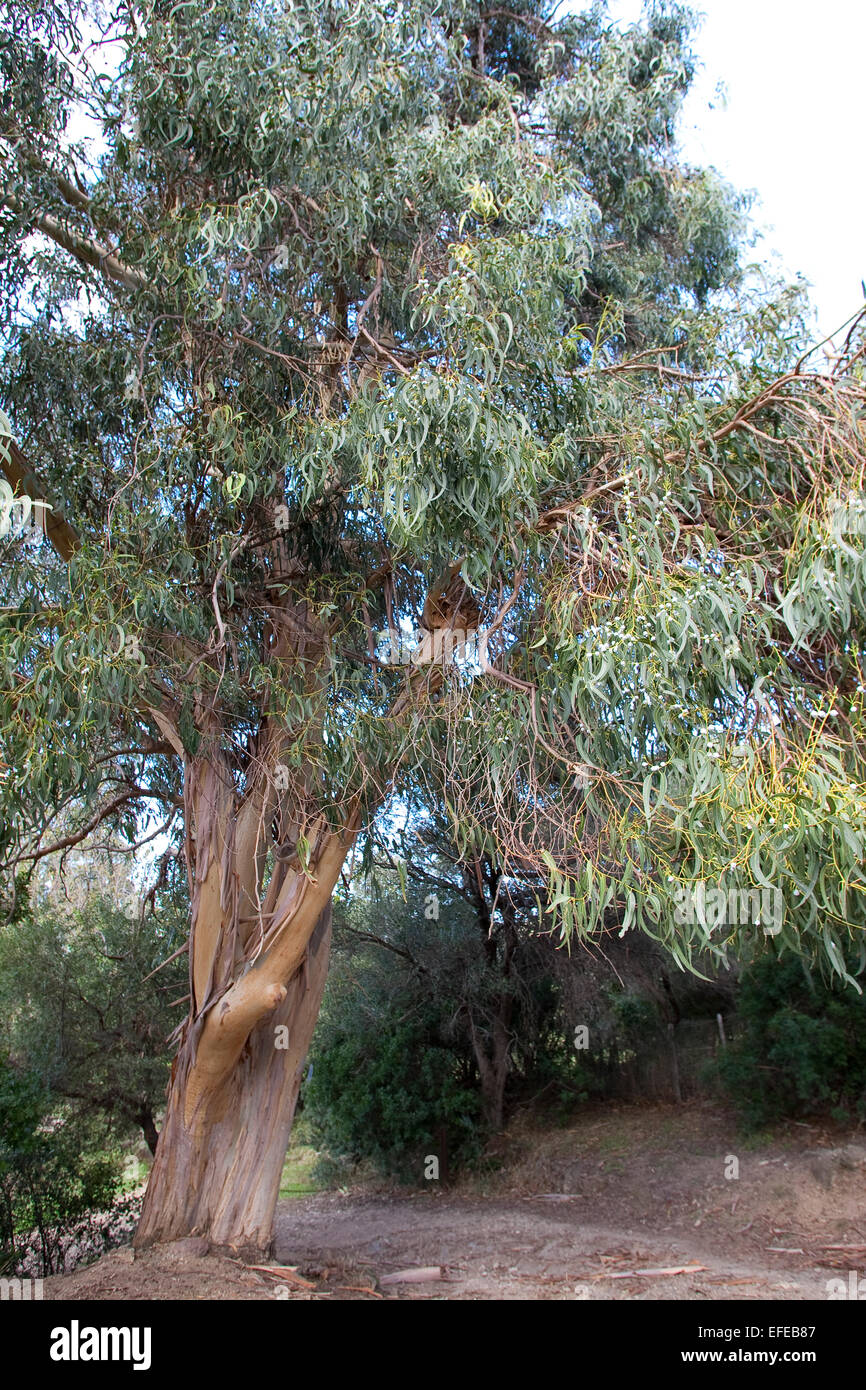 Blu della Tasmania Gum, Southern eucalipto, Blauer Eukalyptus, Tasmanischer Blaugummibaum, Fieberbaum, Eucalipto globulus Foto Stock