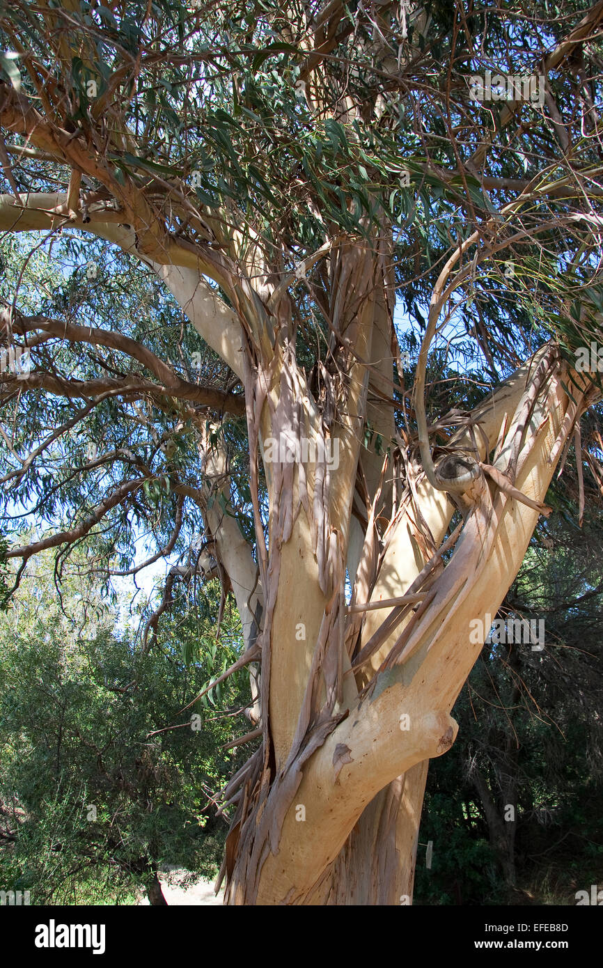 Blu della Tasmania Gum, Southern eucalipto, Blauer Eukalyptus, Tasmanischer Blaugummibaum, Fieberbaum, Eucalipto globulus Foto Stock