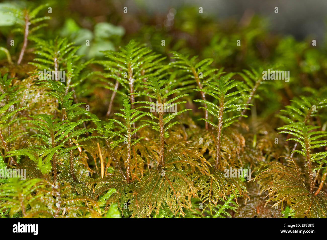 Scintillante di legno-moss, gradino-passo Moss, felce Moss, feather moss, Etagenmoos, Hylocomium splendens, Hylocomium proliferum Foto Stock