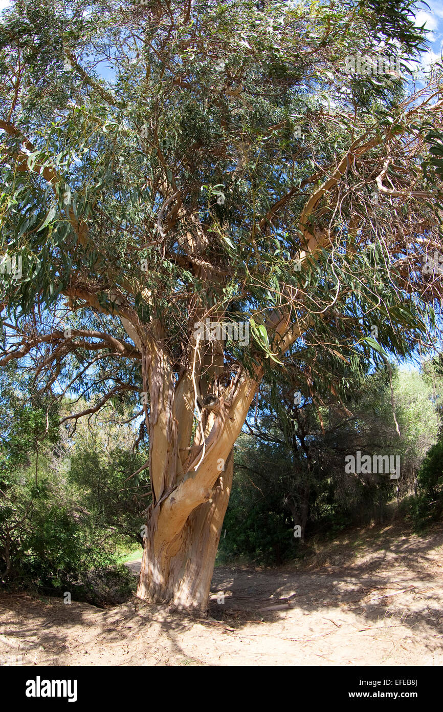Blu della Tasmania Gum, Southern eucalipto, Blauer Eukalyptus, Tasmanischer Blaugummibaum, Fieberbaum, Eucalipto globulus Foto Stock