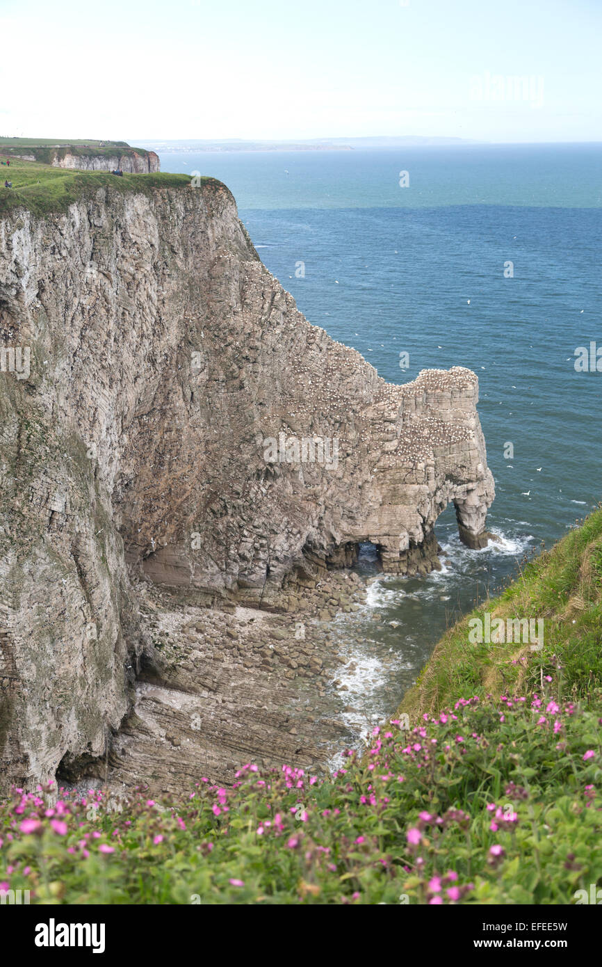 Regno Unito, Bempton Cliffs, costa. Foto Stock