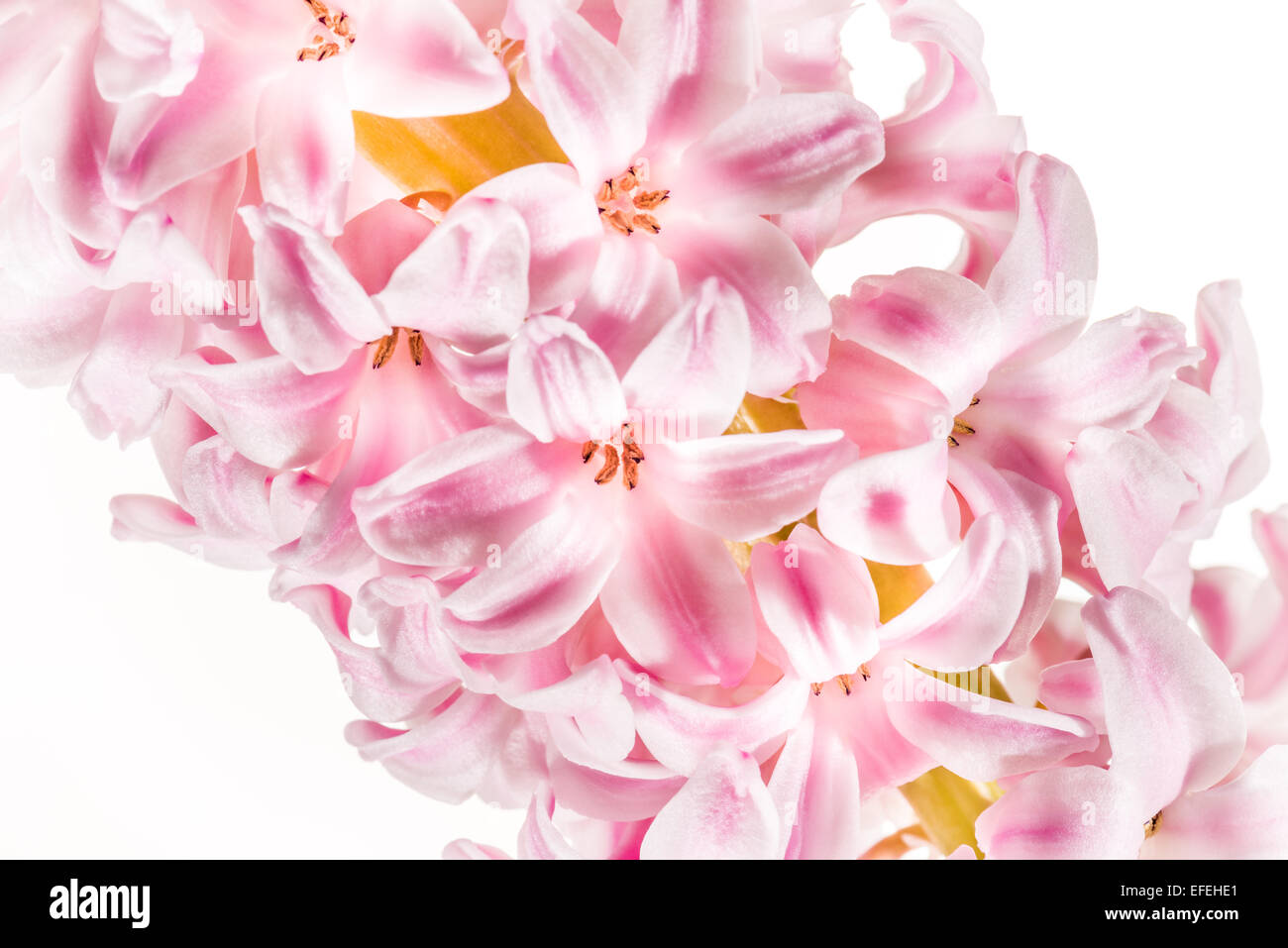 Giacinto Primavera, fragrante amore romatik offerte romantiche bella bella luce illuminata botanica primaverile fiori Foto Stock