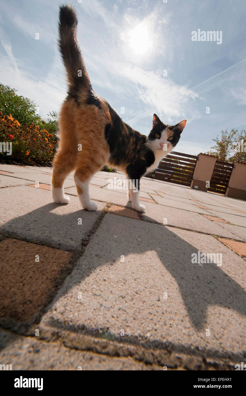 Felis silvestris catus - housecat Foto Stock