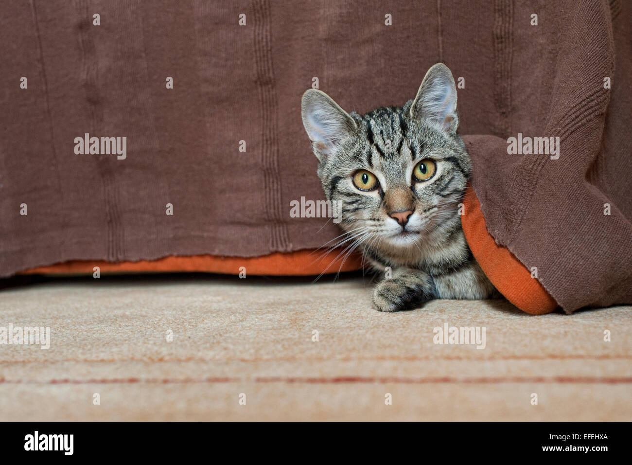 Felis silvestris catus - housecat Foto Stock