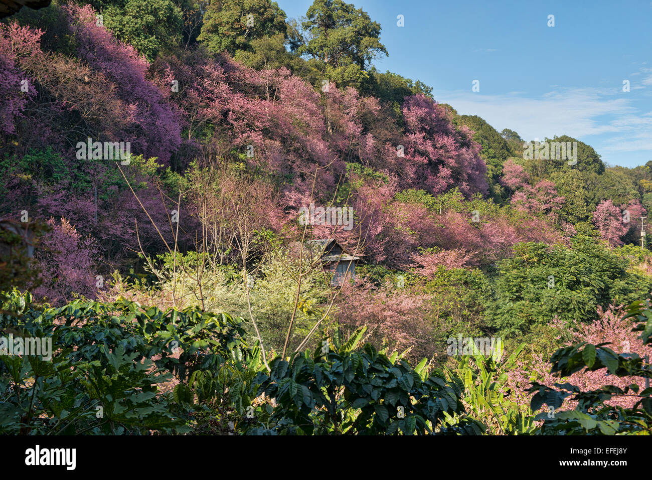 Wild Himalayan fiori ciliegio (Prunus cerasoides), Khun Chang Khian, Chiang Mai, Thailandia Foto Stock