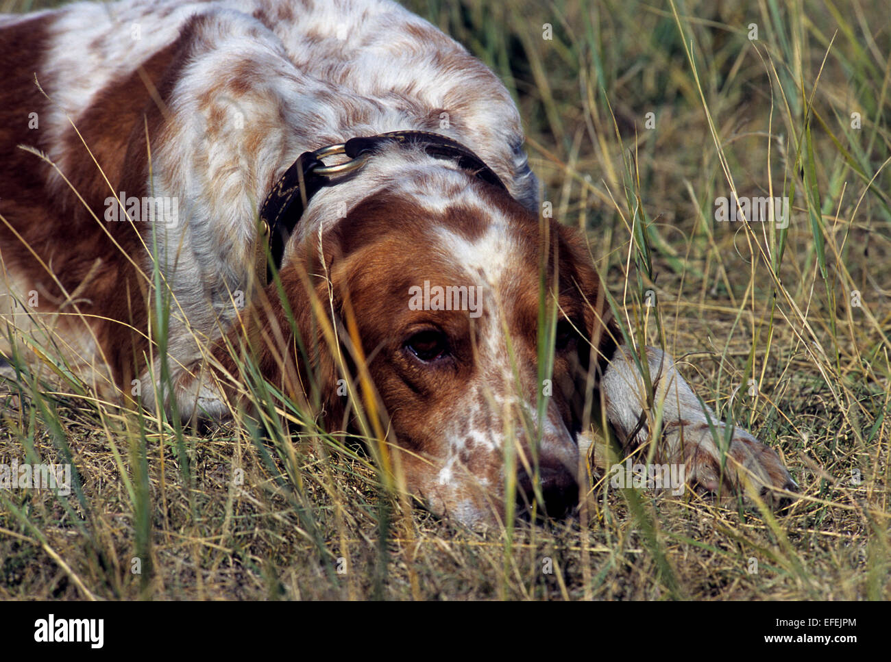 Un Setter inglese cane dorme al sole vicino a Pierre Dakota del Sud Foto Stock