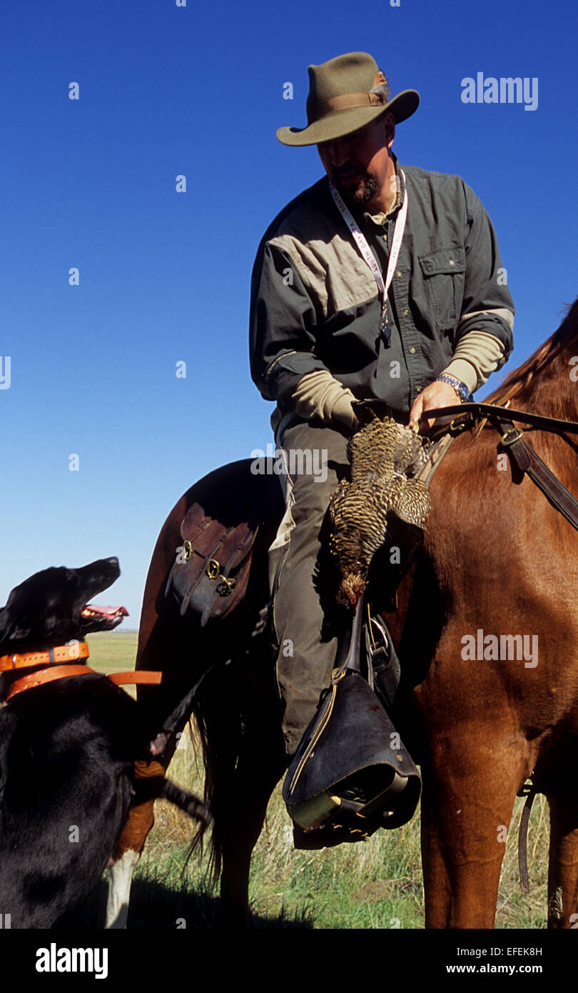 Un cacciatore e il suo cane con sharp-tailed grouse (Tympanuchus phasianellus) mentre la caccia a cavallo nei pressi di Pierre Dakota del Sud Foto Stock