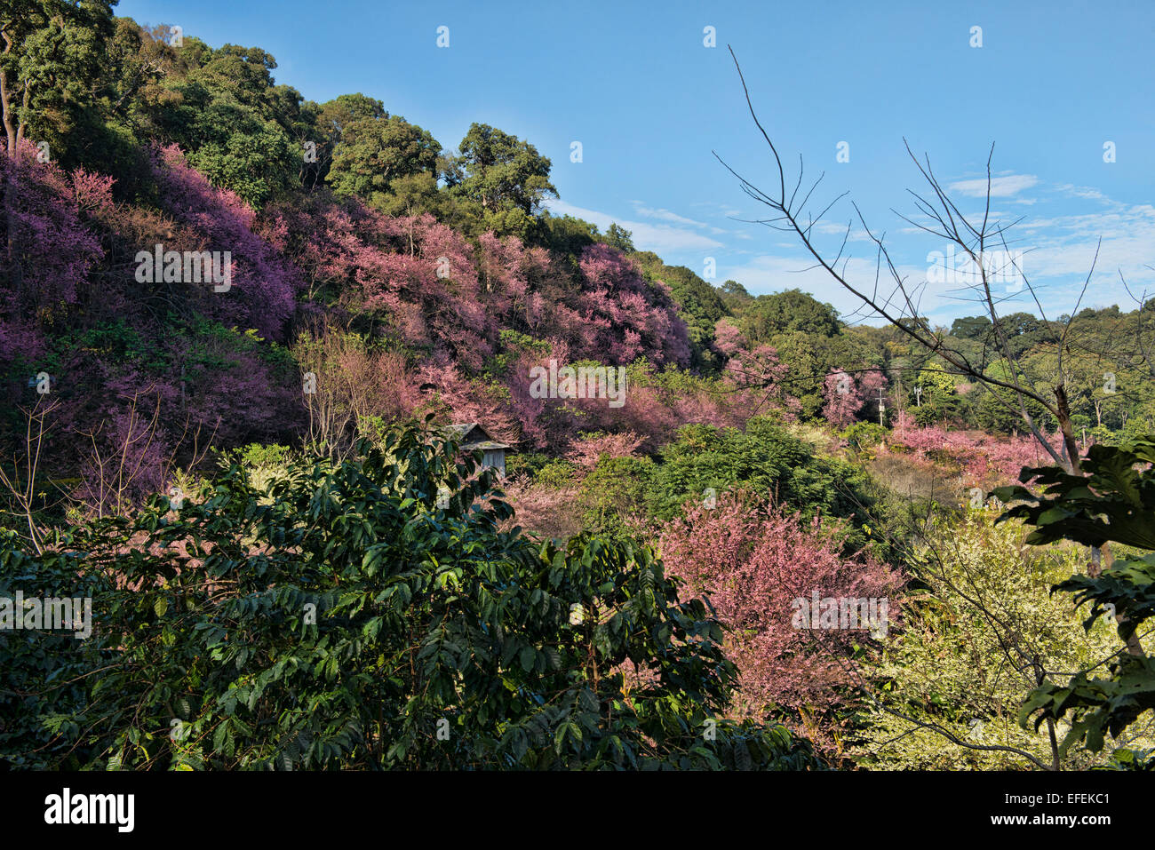 Wild Himalayan fiori ciliegio (Prunus cerasoides), Khun Chang Khian, Chiang Mai, Thailandia Foto Stock