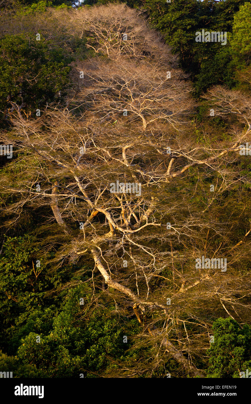 Foresta pluviale nella stagione secca nel parco nazionale di Soberania, Gamboa, Repubblica di Panama. Foto Stock