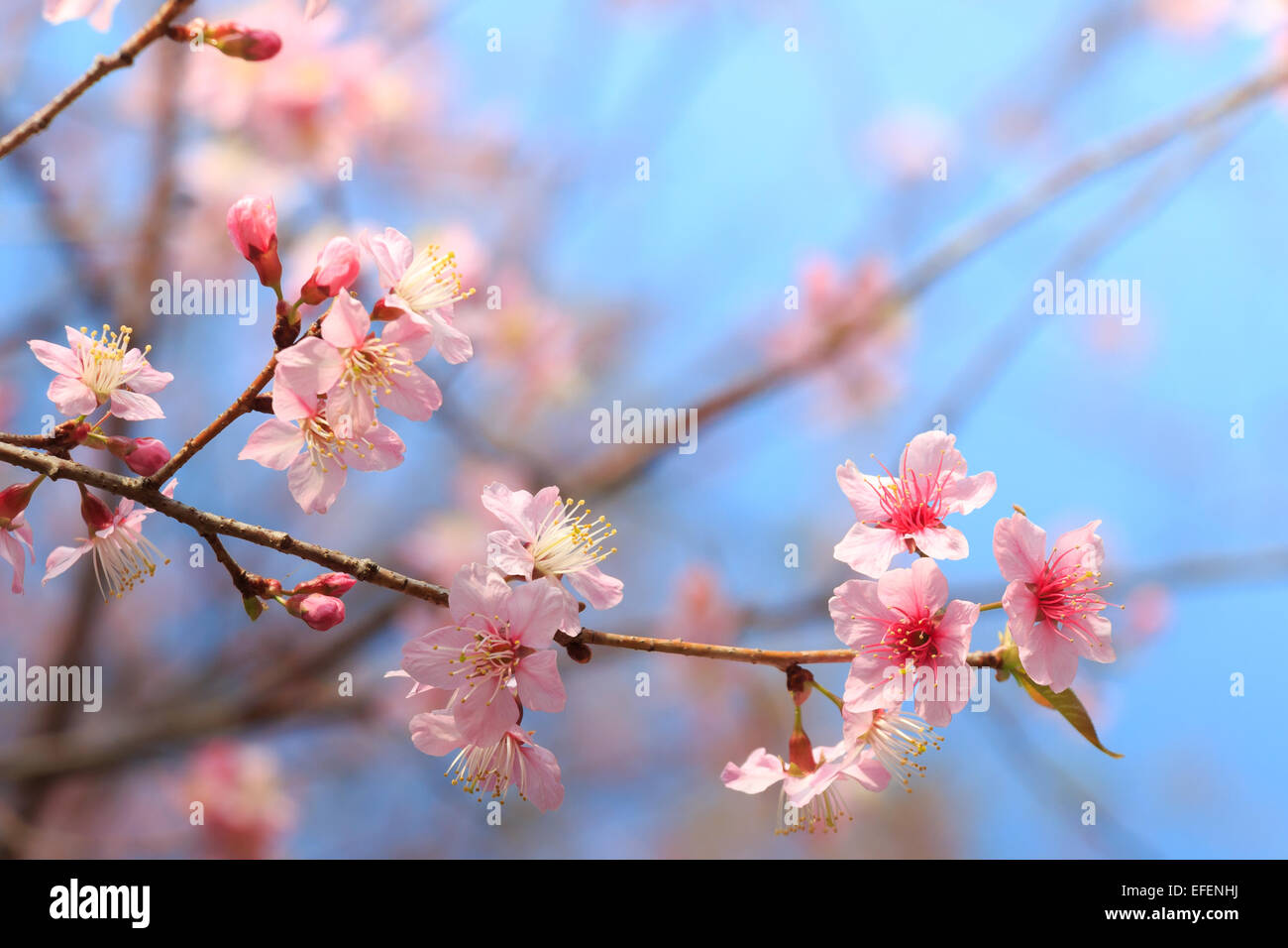 Wild Himalayan ciliegio ( Prunus cerasoides ) ( Sakura in Thailandia ) di Phu Lom Lo montagna , Loei , della Thailandia Foto Stock