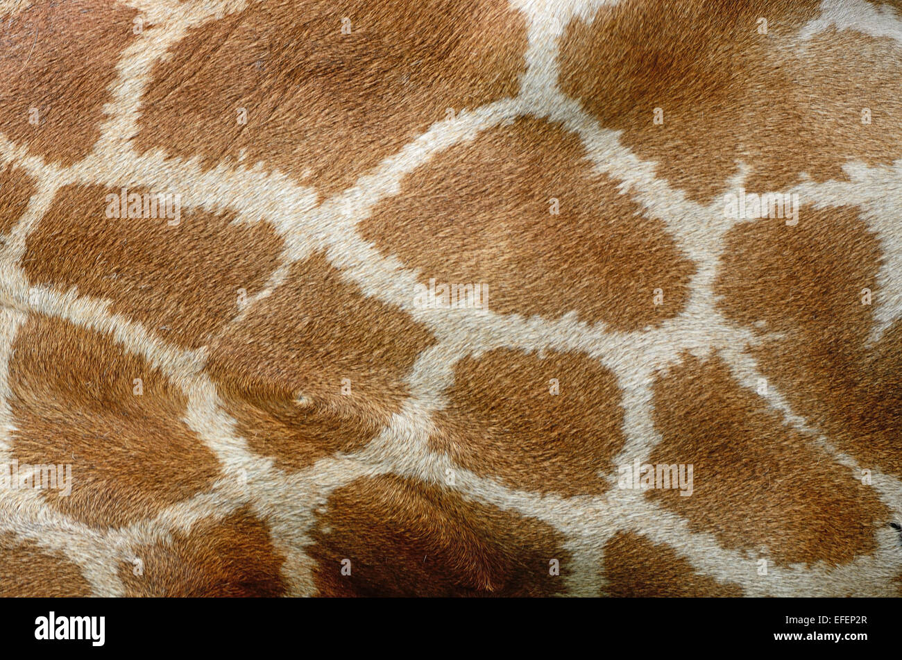Vera pelle di Giraffe (Girafta camelopardalis) Foto Stock