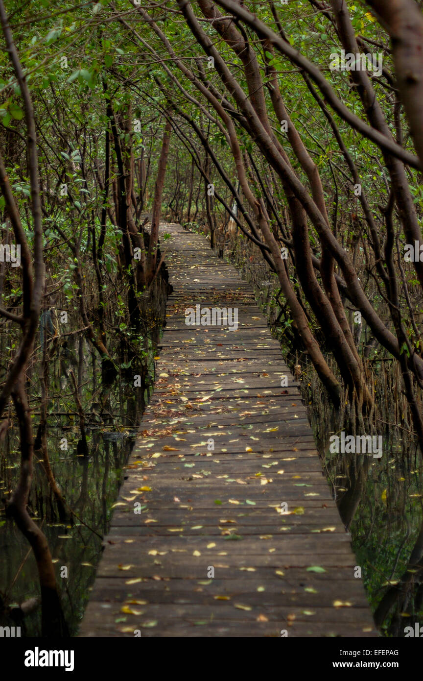 Il Footbridge attraverso la foresta di mangrovie a Muara Angke Wildlife Sanctuary, Giacarta. Foto Stock