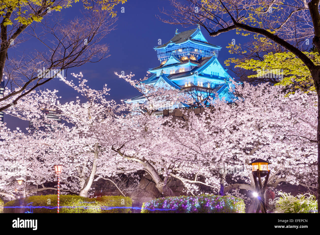 Osaka in Giappone a Osaka, Castello con fiori di ciliegio. Foto Stock