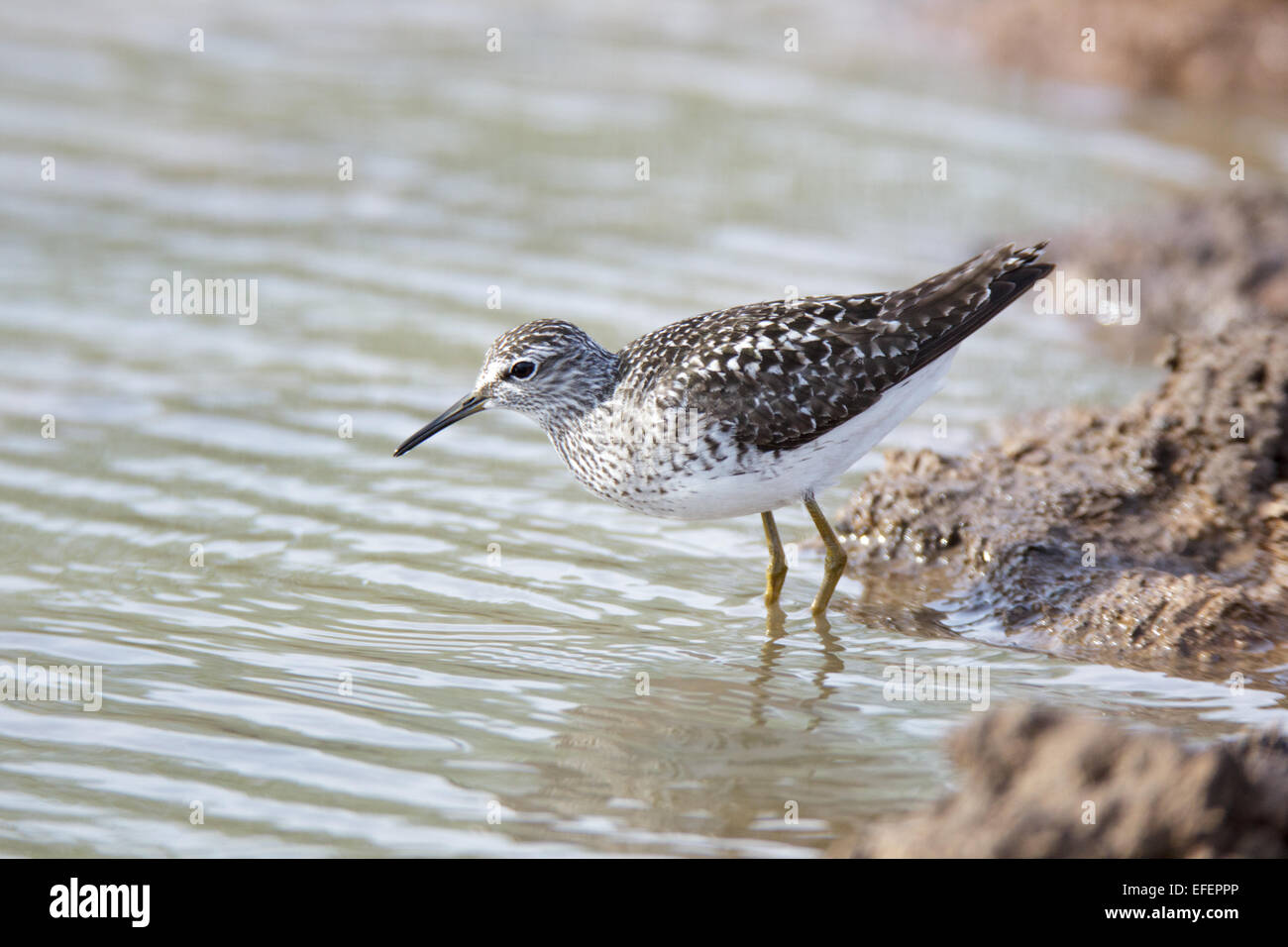 Wood Sandpiper (Tringa glareola).uccello selvatico in un habitat naturale. Un piccolo laghetto per irrigazione estiva del bestiame di dimensioni 40x40 metri Foto Stock