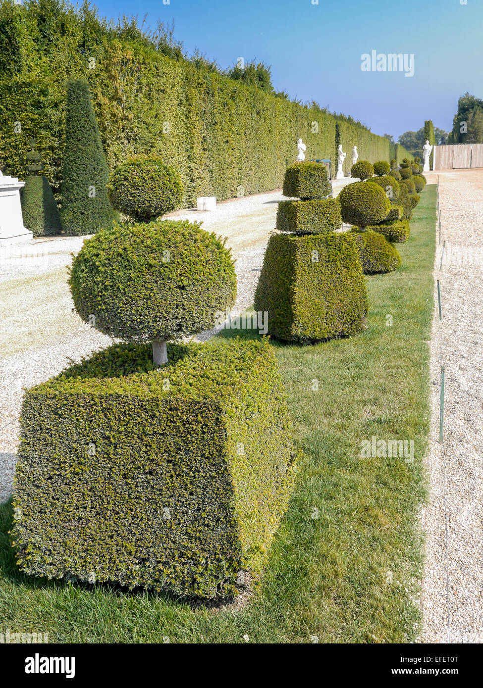 Fancy a forma di arbusti sempreverdi nel giardino di Versailles, Francia Foto Stock