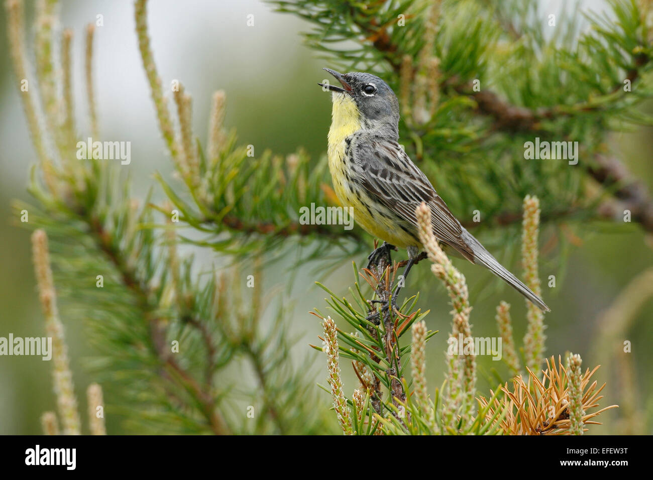 Kirtland Il trillo - Dendroica kirtlandii Foto Stock