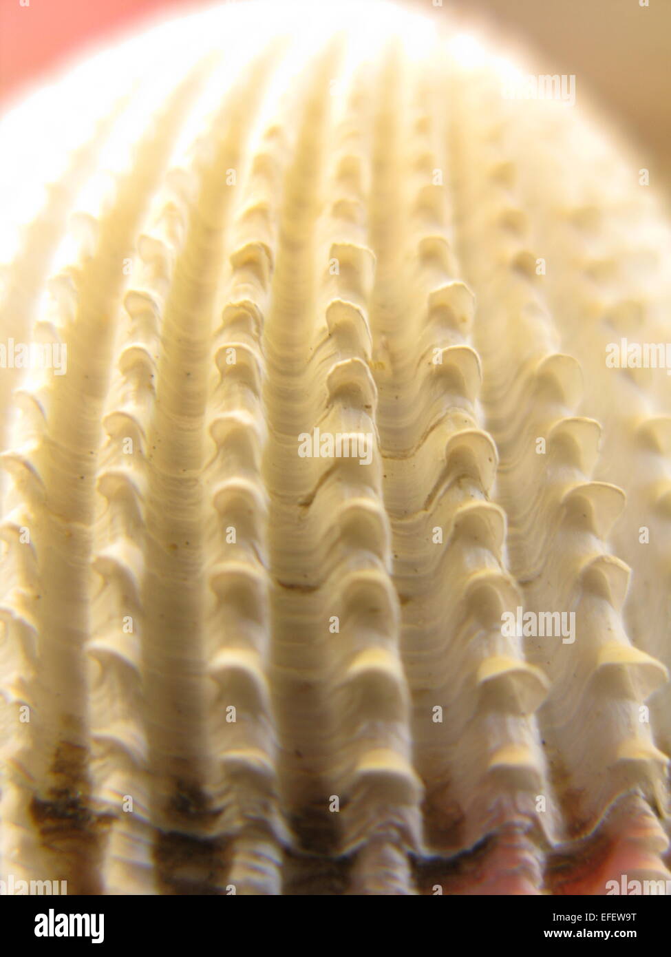 Il Cockle coccolone Seashell Foto Stock