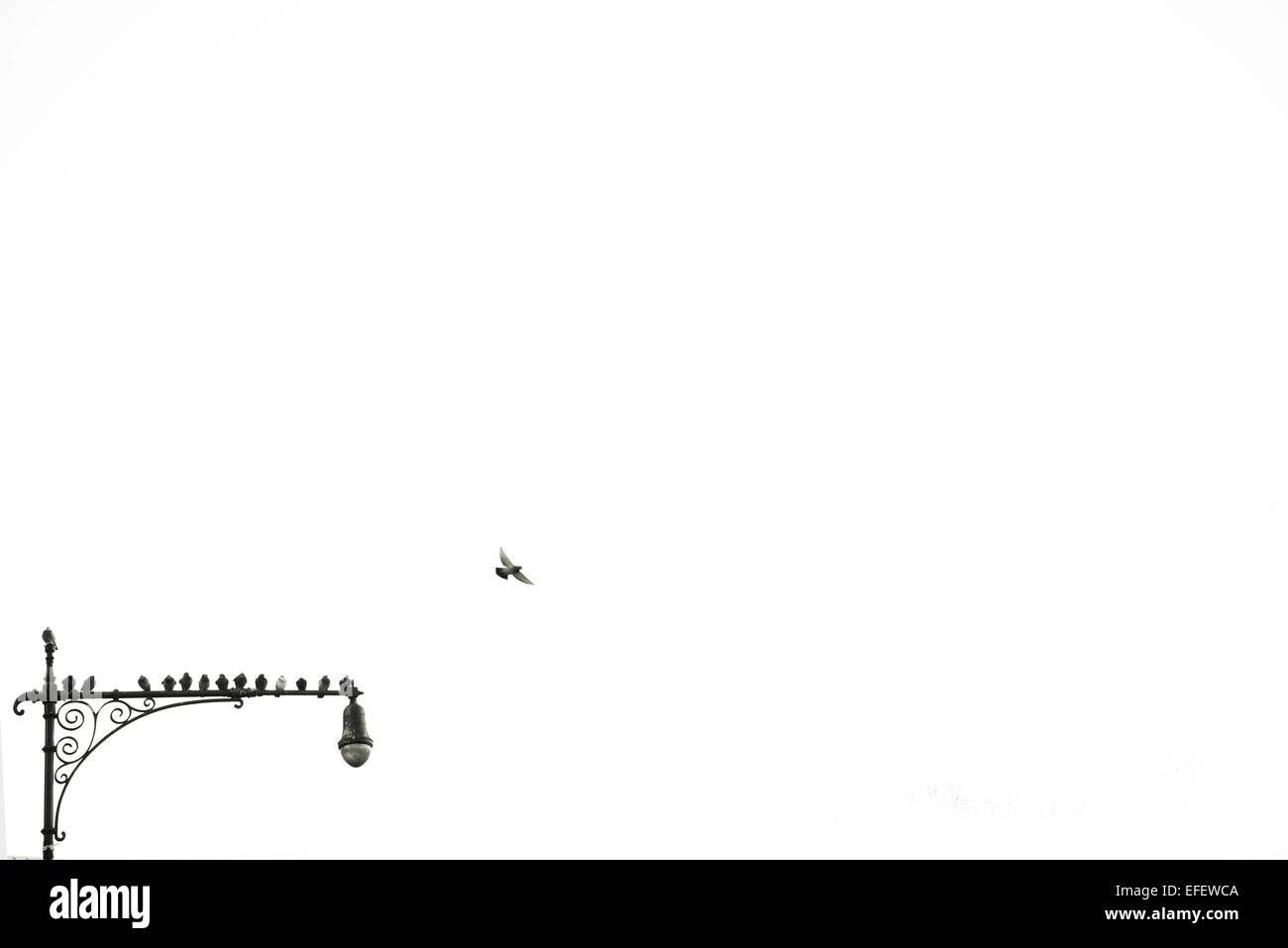 Gli uccelli seduti sulla luce post con un uccello che sta volando off nel BW Foto Stock