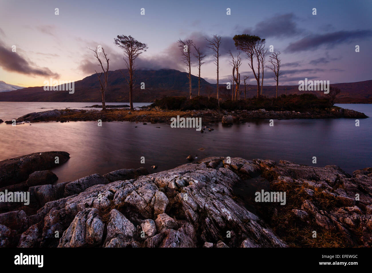 Una piccola isola con pino silvestre in Loch Assynt al pre-alba al crepuscolo Foto Stock