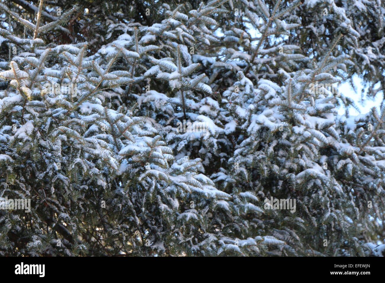 Una giornata invernale con la neve su un pino, un freddo giorno , sun cominciando a brillare Foto Stock