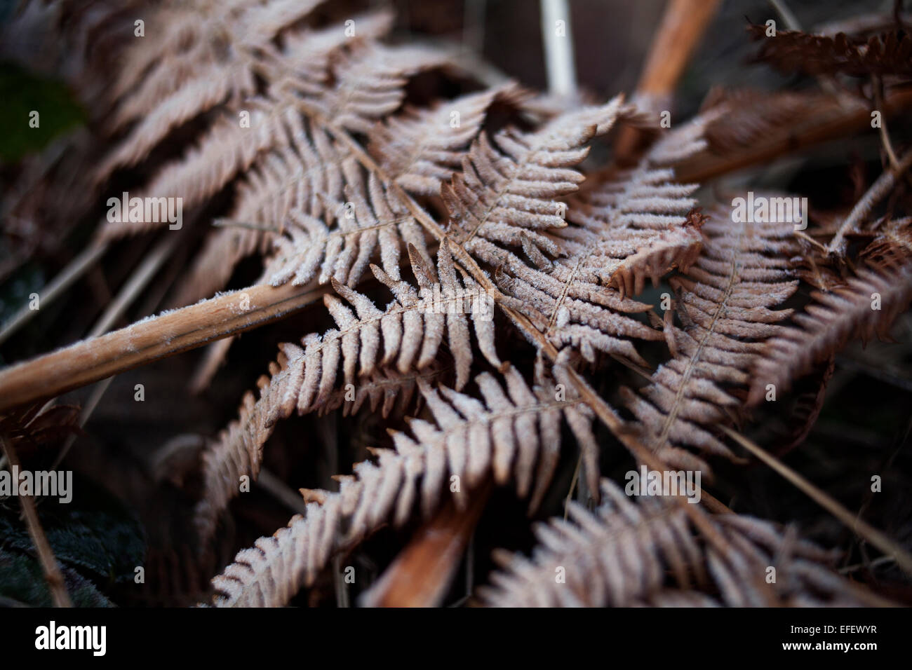 Dead foglie di felce contemplati in una mattina il gelo. Foto Stock