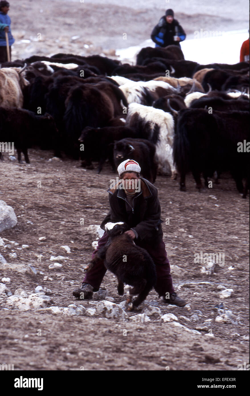 Yak herder da Shimshal in Pakistan imbrancandosi adulto e bambino neonato yak Foto Stock