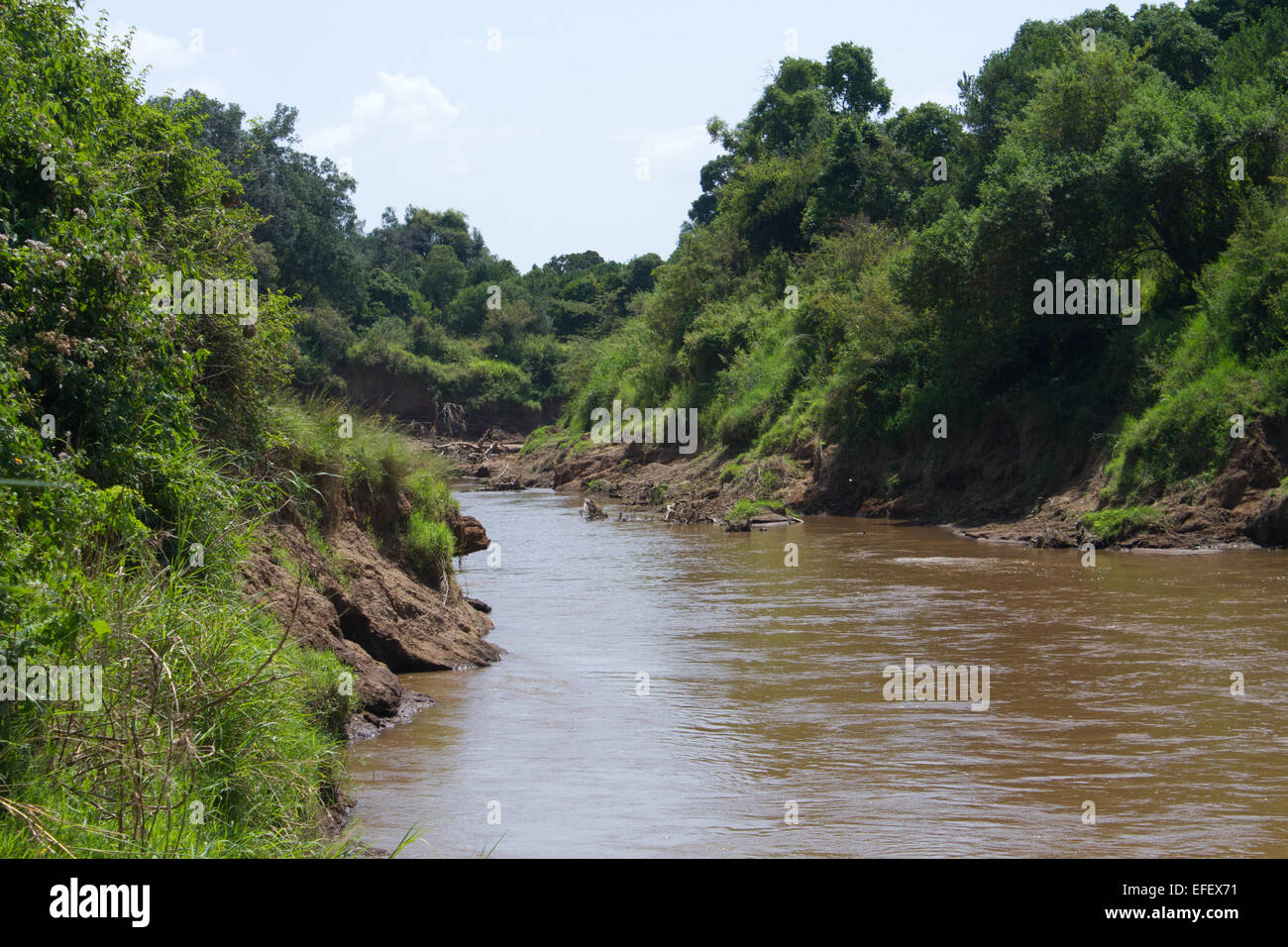 Il livello del suolo vista del fiume di Mara, il Masai Mara, Kenya Foto Stock