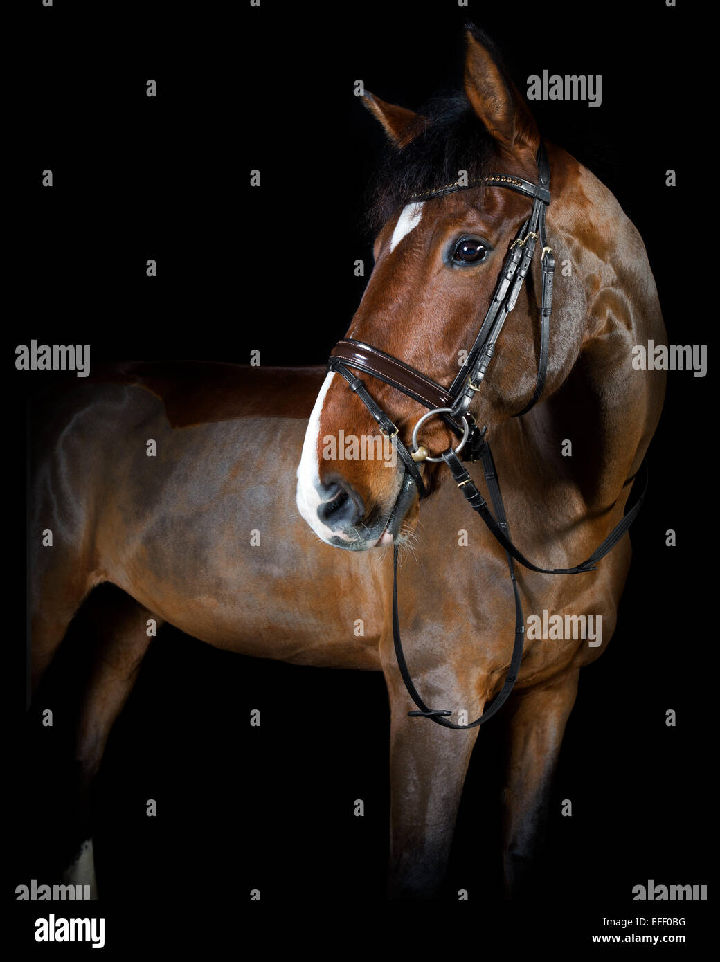 Il tedesco di equitazione nel ritratto in studio, sfondo nero Foto Stock