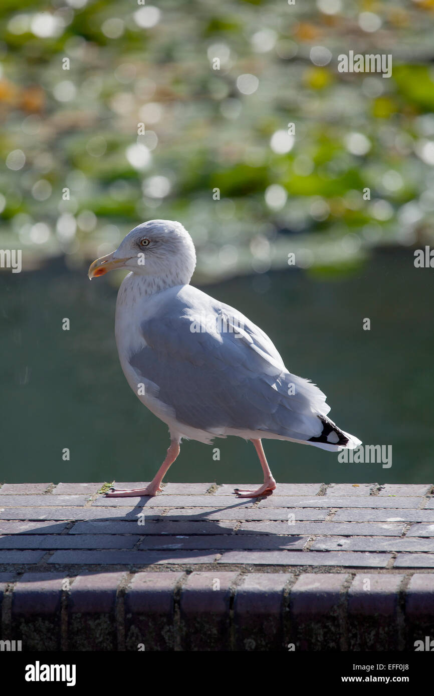 Seagull presso il Barbican Centre di Londra Foto Stock