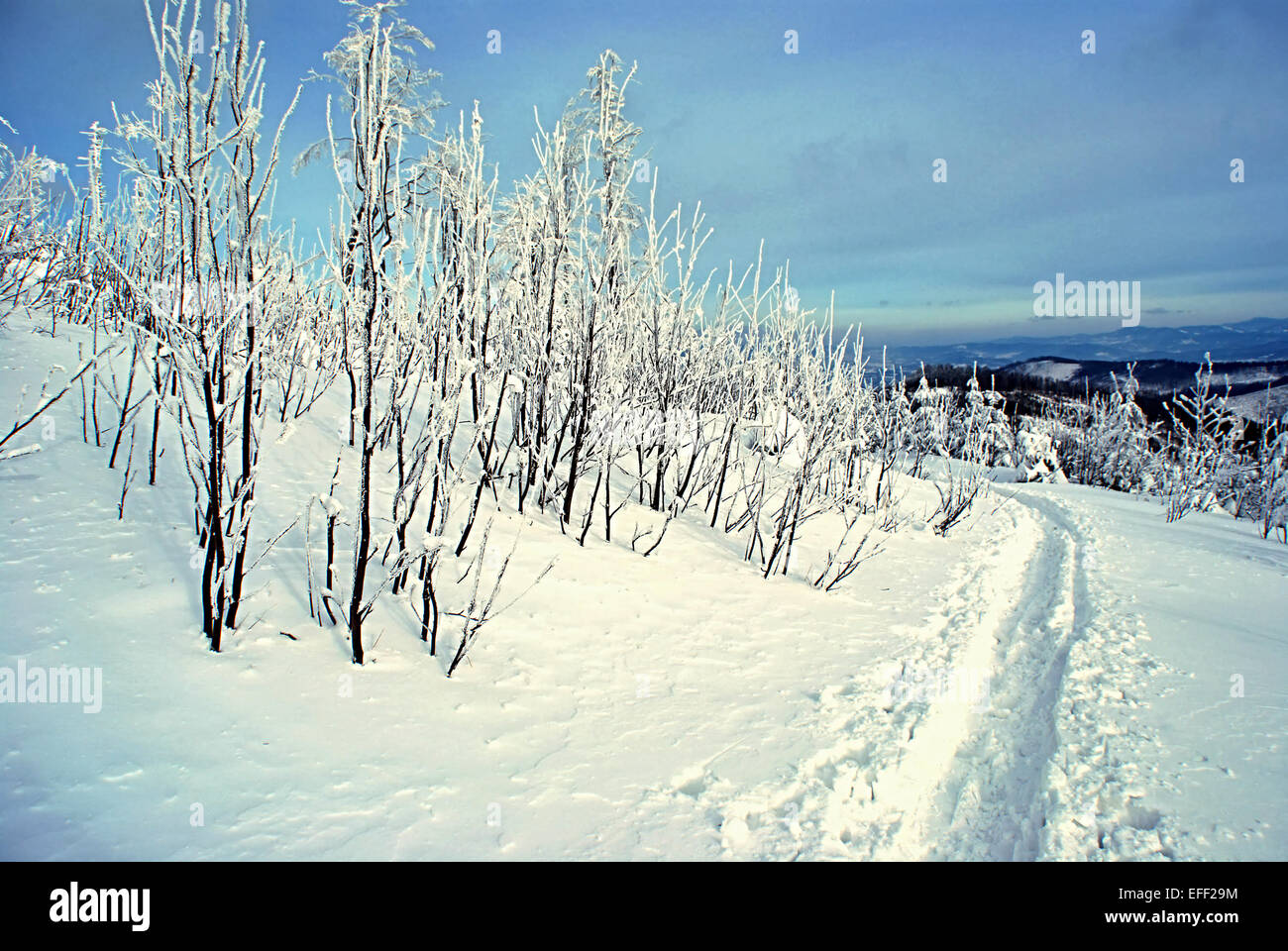 Inverno percorso pedonale con albero in montagne vicino Zielony Kopiec in Beskid Slaski Foto Stock