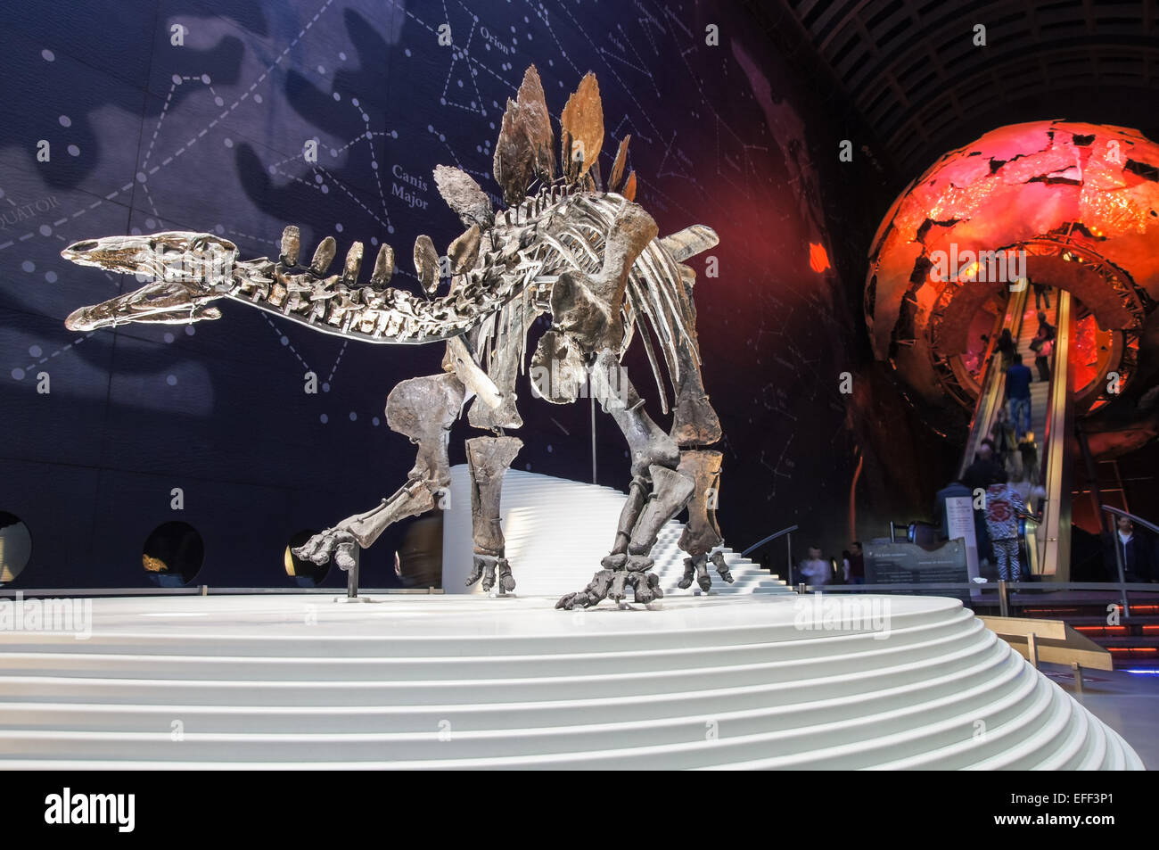 Completare stegosaurus scheletro (denominato Sophie) visualizzato a terra nella sala del Museo di Storia Naturale di Londra Inghilterra REGNO UNITO Foto Stock
